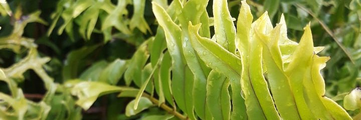 lusoperspective's profile banner image