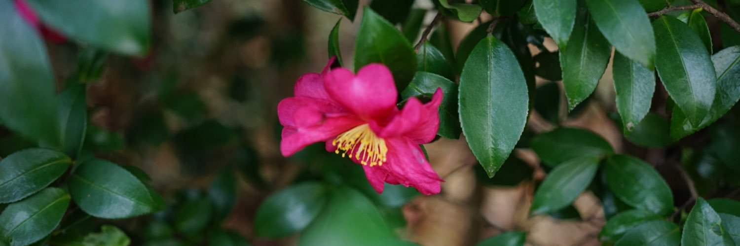 千葉純平/心を照らすうたうたい🥬 banner