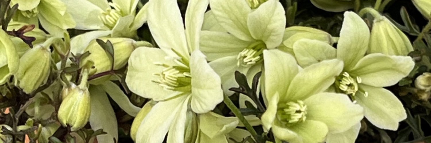 ꧁𑁍ふᥨㄘょ𐭋𑁍꧂ banner