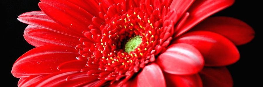 lisareid68's profile banner image