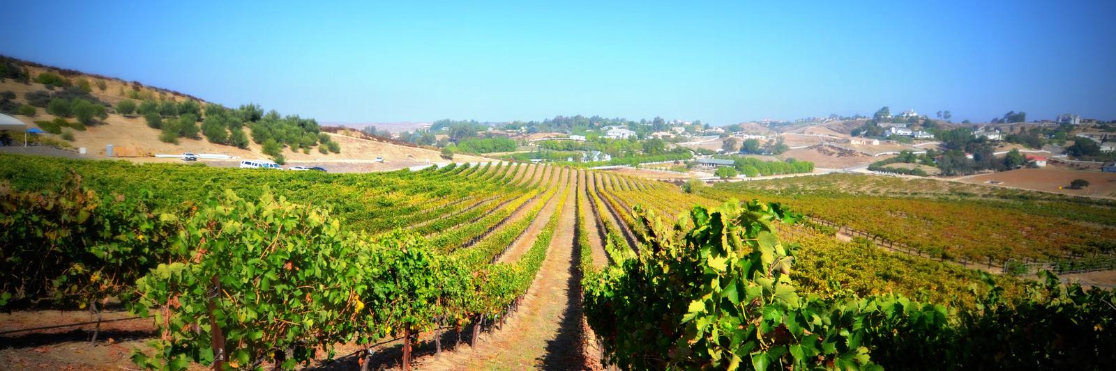 Temecula Winegrowers banner