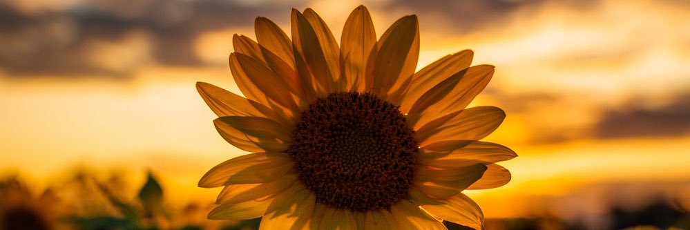 ____sincerelyT's profile banner image