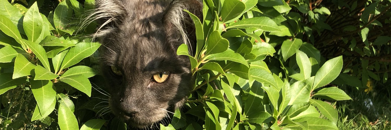 whytyee's profile banner image
