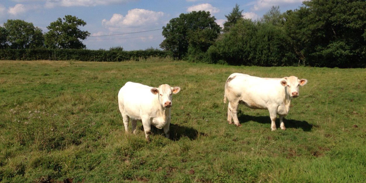 Jean-Pierre Fleury banner