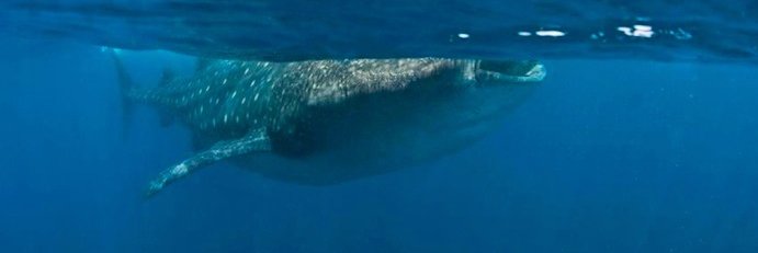 BLUE Ocean Film Fest banner