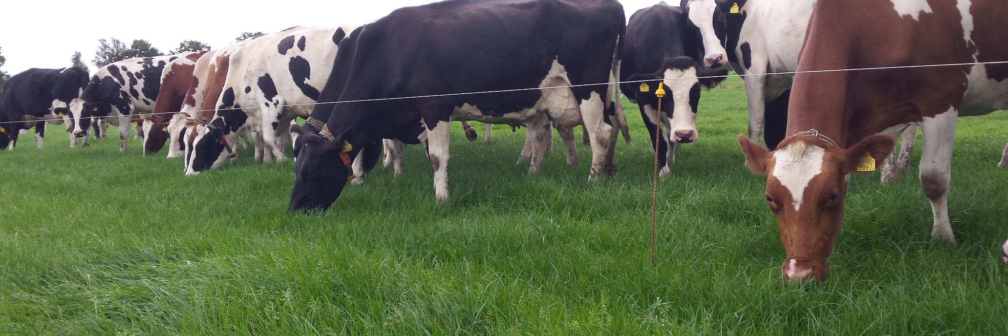 Geert Stevens banner