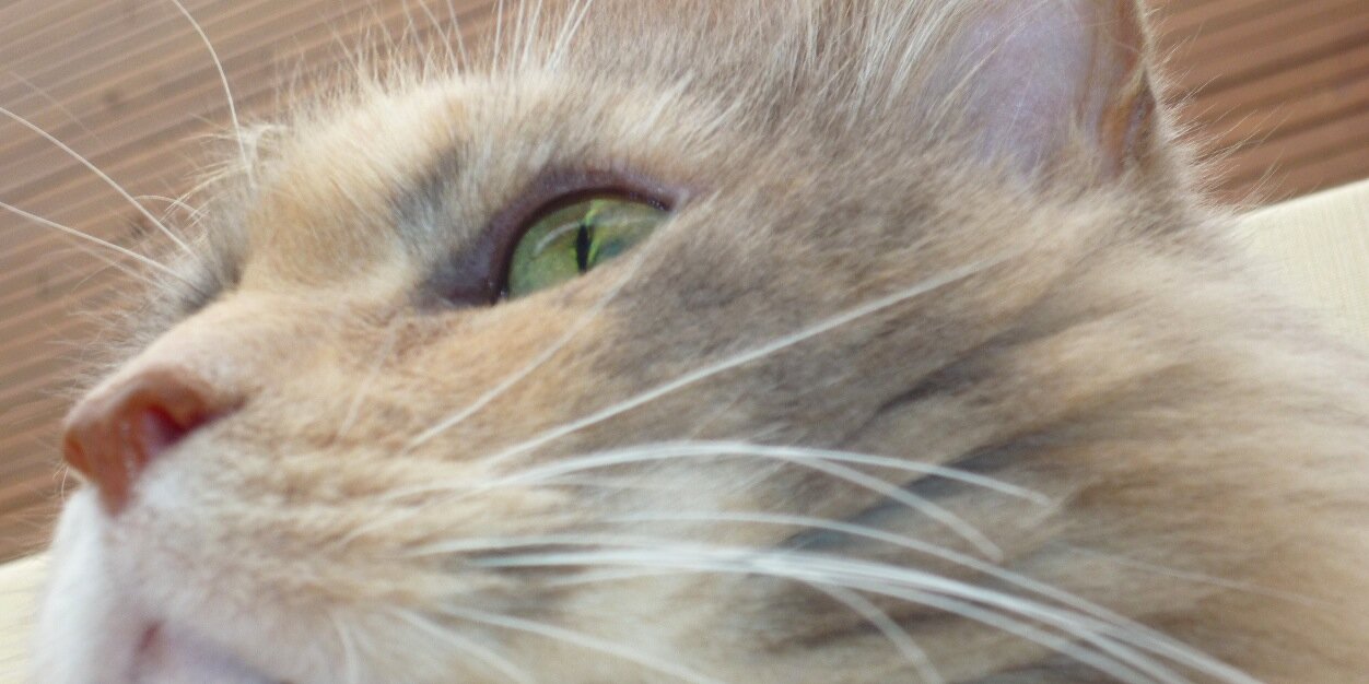 PaulNewrick's profile banner image