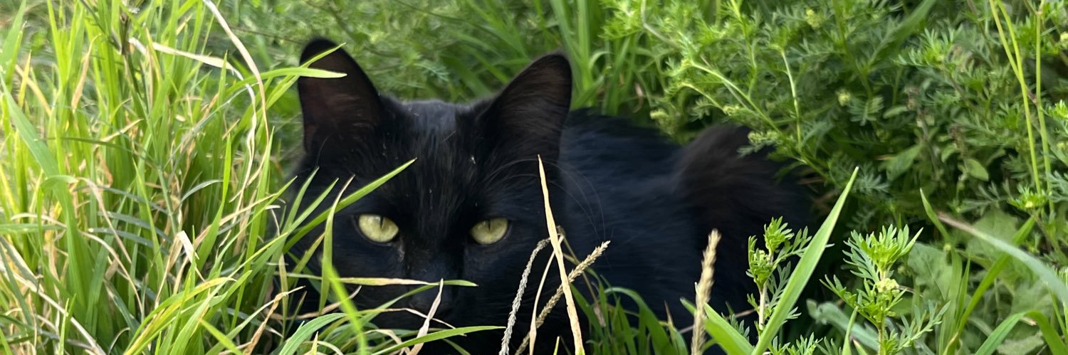 candeesteve's profile banner image