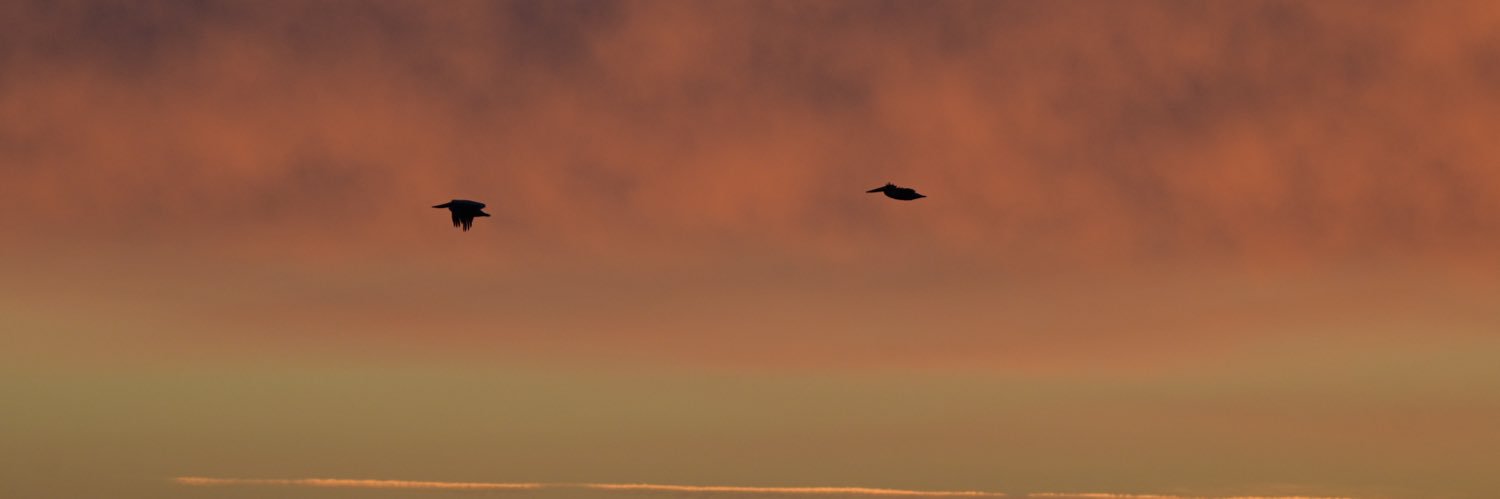 Alex Goldenberg banner