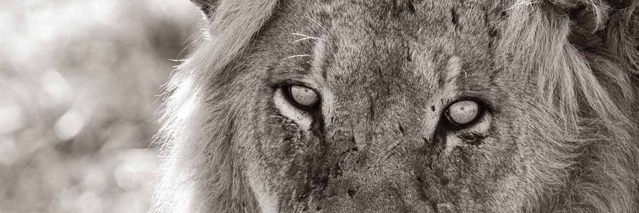 BrettHorley's profile banner image