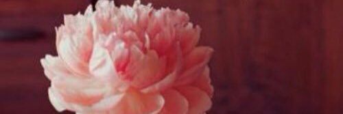 leadyflower's profile banner image