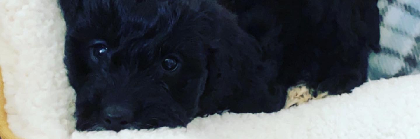 DLFarndale's profile banner image