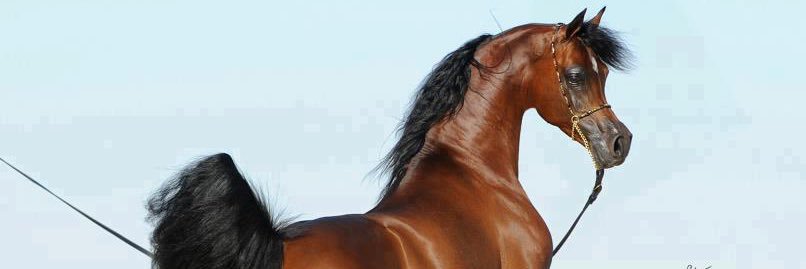 S36S36's profile banner image