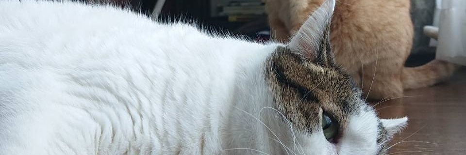 t_milchbauer's profile banner image