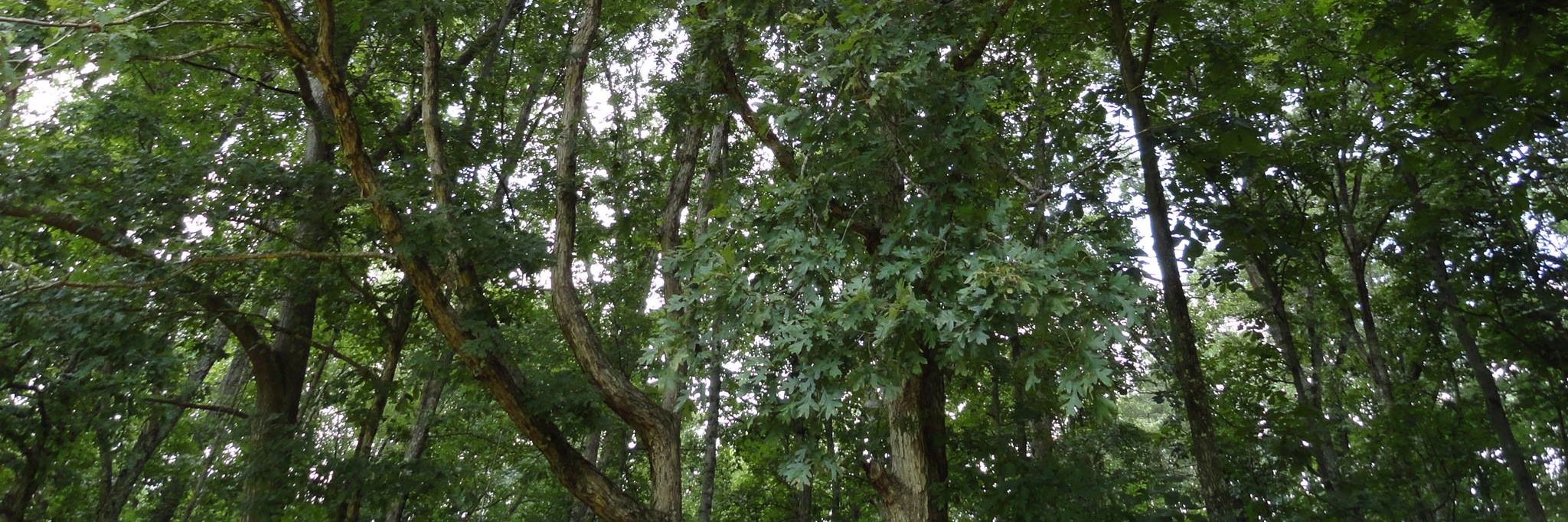 E. Christophe' banner