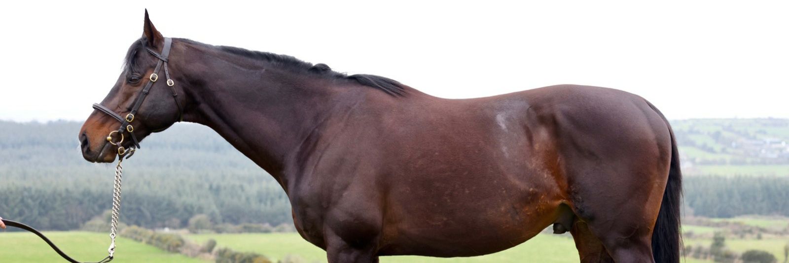 Annshoon Stud banner