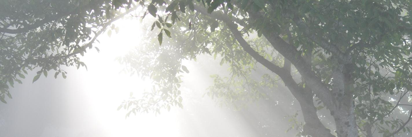 Thomas Turini banner