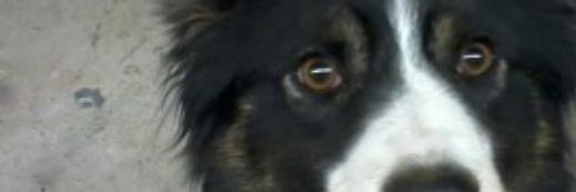 shepherdsman's profile banner image