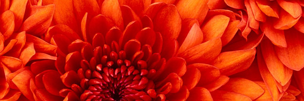 katcerny1's profile banner image