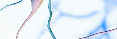 Carolyn Brown banner