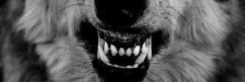 InsaneSlightly's profile banner image