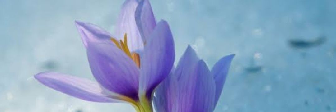 snowdrop_85's profile banner image