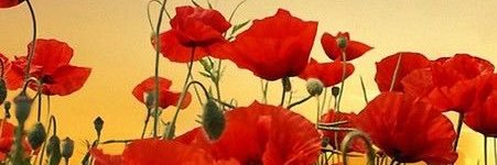 reuzeplezier's profile banner image