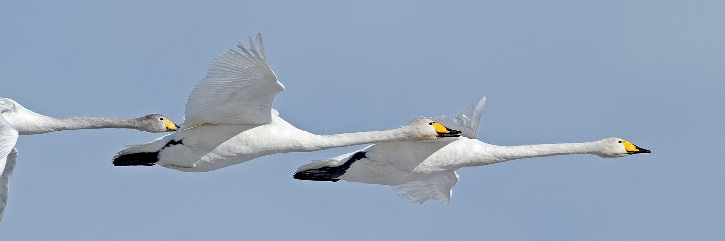 BirdlifeSuomi's profile banner image