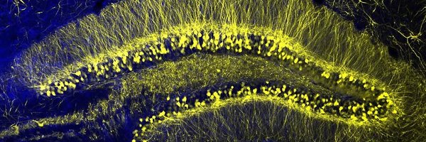 SENC_ Profile Banner