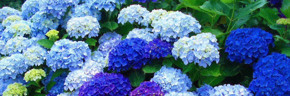 OnlyforSkrsgrd's profile banner image