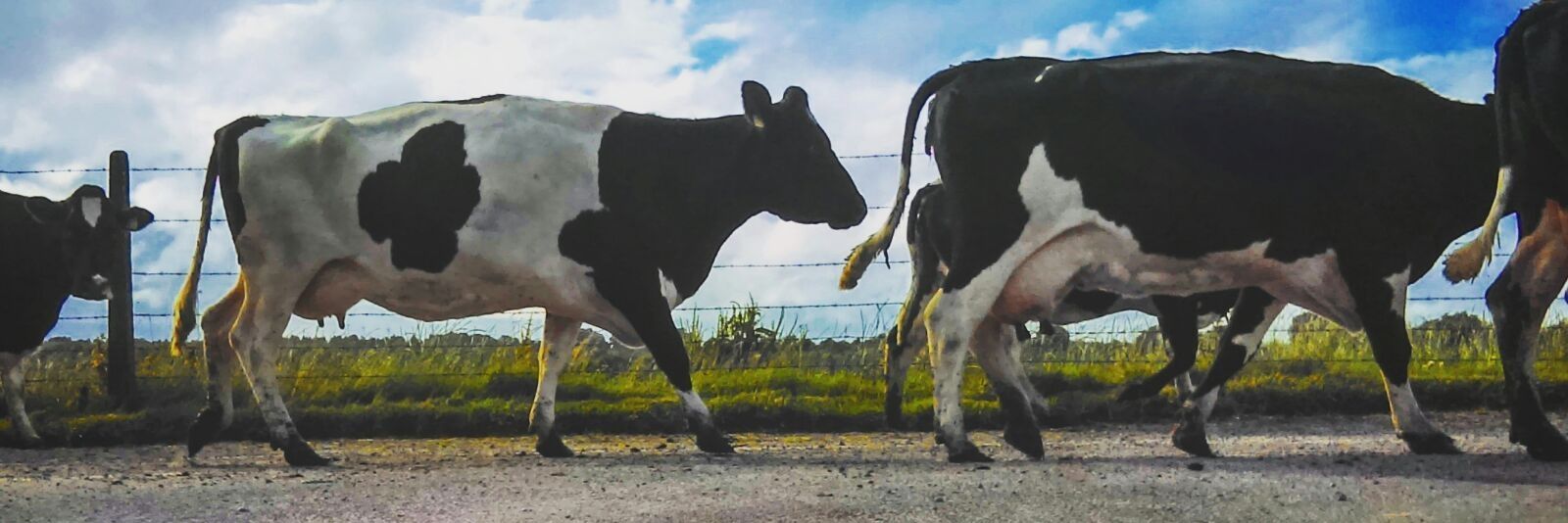 Darragh Scott banner