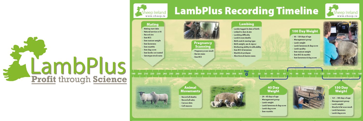 Sheep Ireland 🌟🌟🌟🌟🌟 banner