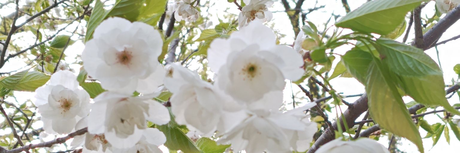 3105_s's profile banner image