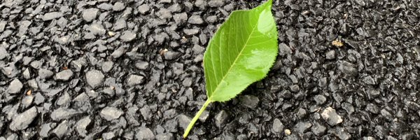 kohama Profile Banner