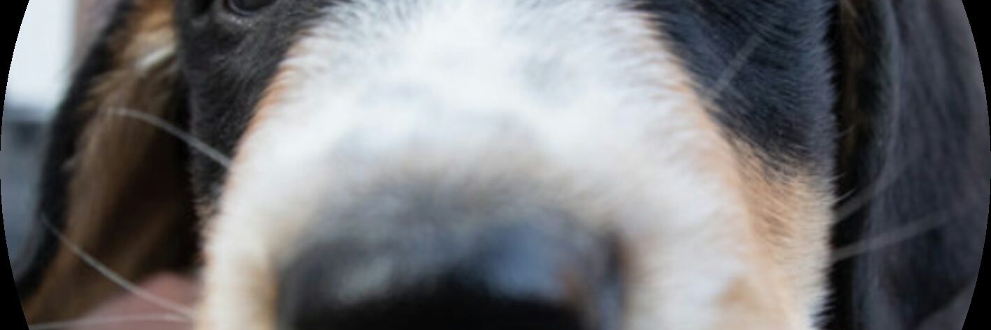 rfaeges's profile banner image