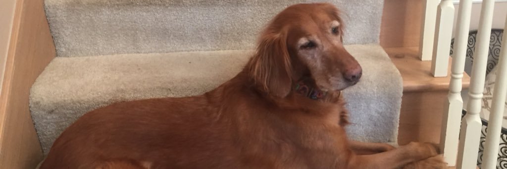 scheel_andy's profile banner image