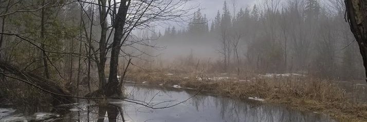 Dr. Lisa Dillon banner