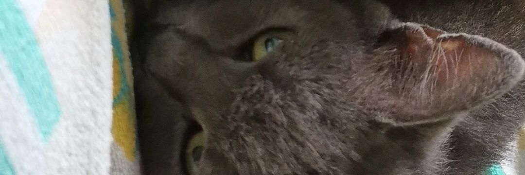 gssssp's profile banner image