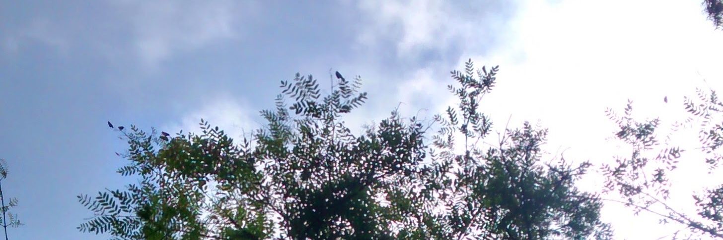zaleafar's profile banner image