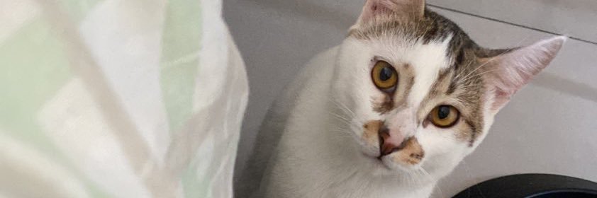 camygreys's profile banner image