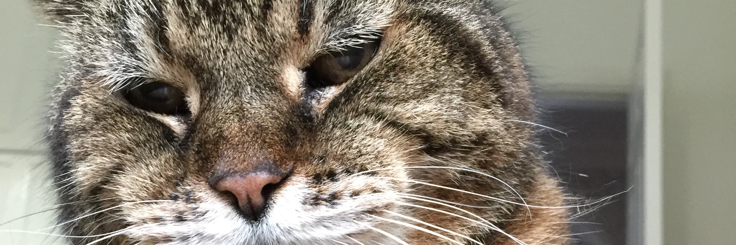 edwinashcroft's profile banner image