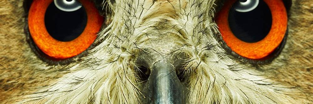 Hands On Exotics banner