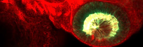 NordenLab Profile Banner