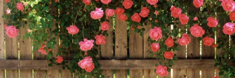 soha_0000's profile banner image