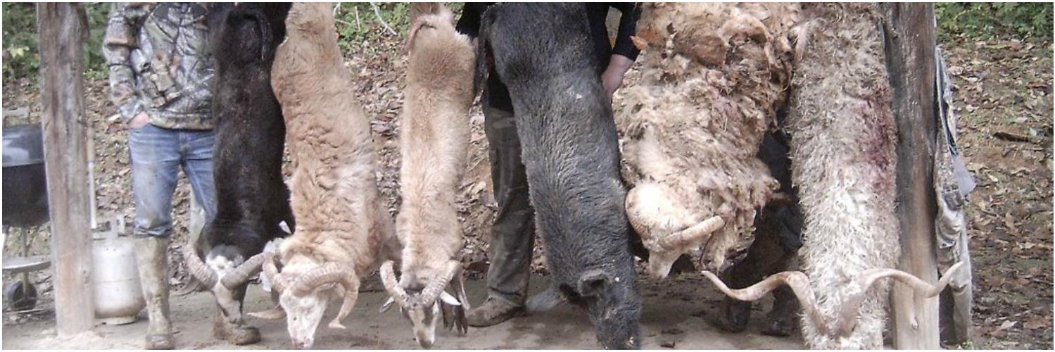 ShawneeRidgeHnt's profile banner image