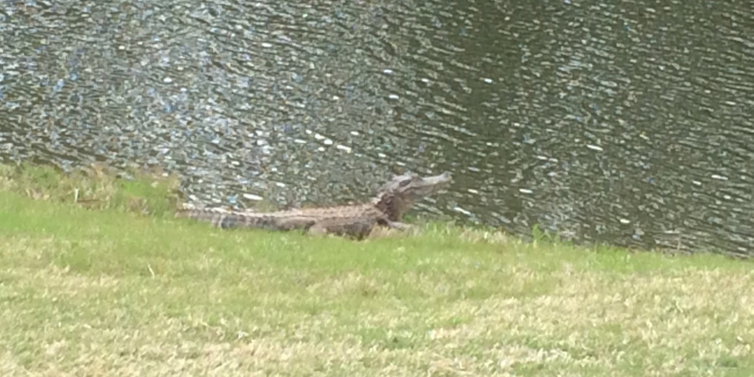 Debbie Wedding banner