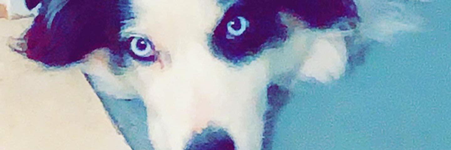 ledison95's profile banner image