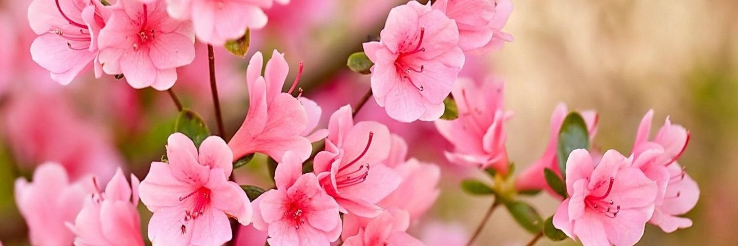 Raye Muyoma🌺 banner