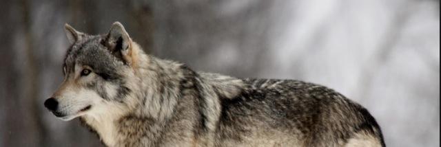 conor_t21's profile banner image