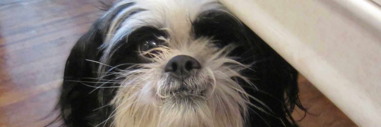 dwizzy19138's profile banner image
